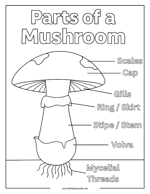 Pilz Ausmalbild 28 - kostenlos zum Ausdrucken