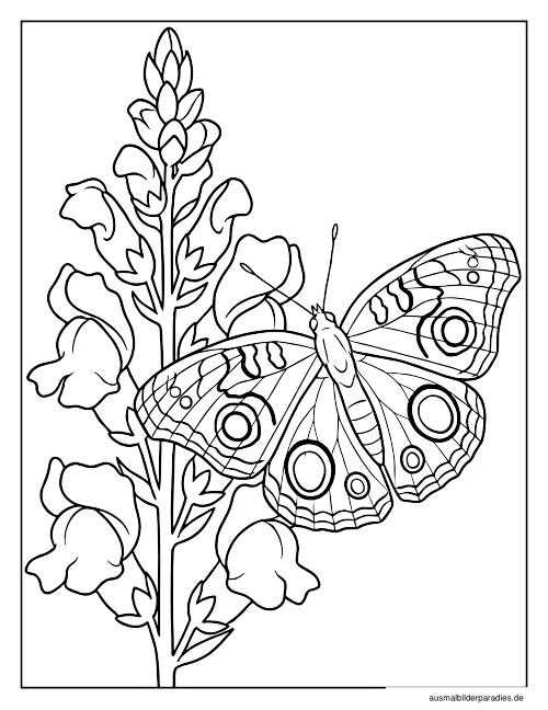 Schmetterling Ausmalbild 12 als Gratis-PDF Schmetterling Ausmalbild 12 - kostenlos zum Ausdrucken