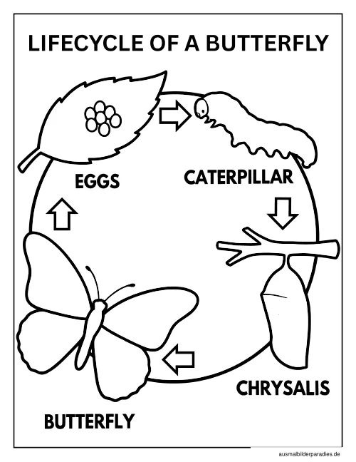 Schmetterling Ausmalbild 20 als Gratis-PDF Schmetterling Ausmalbild 20 - kostenlos zum Ausdrucken