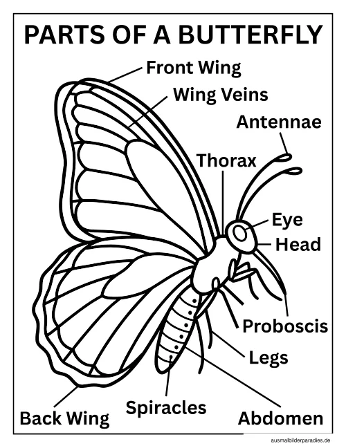 Schmetterling Ausmalbild 24 als Gratis-PDF Schmetterling Ausmalbild 24 - kostenlos zum Ausdrucken